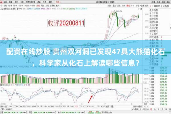 配资在线炒股 贵州双河洞已发现47具大熊猫化石，科学家从化石上解读哪些信息？